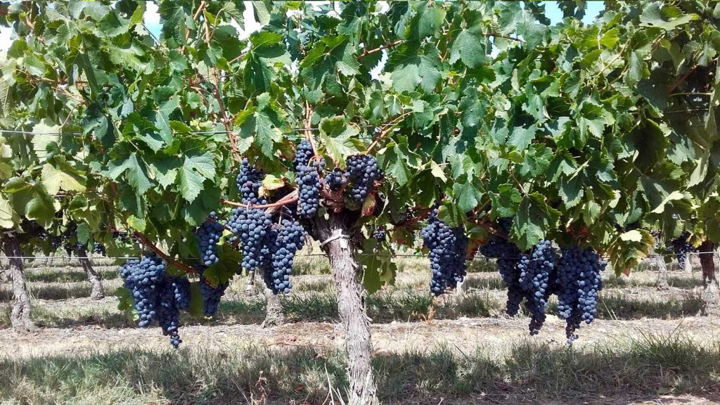 Vignoble Villemon