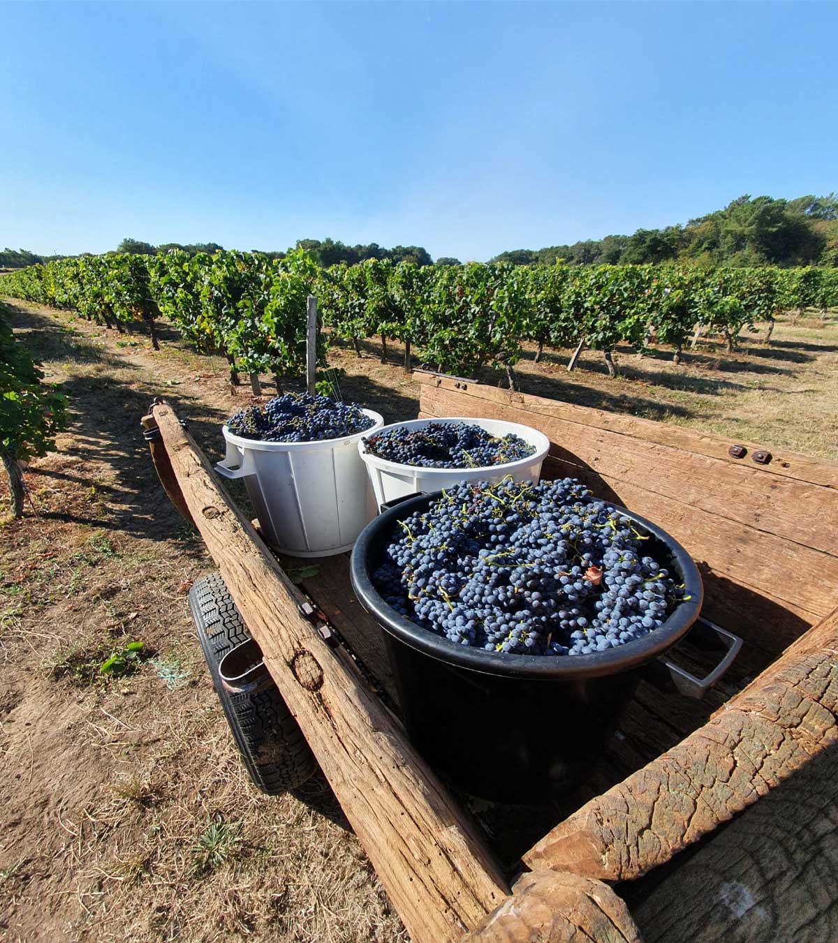 Vignobles Villemon